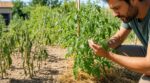 Tomates et canicule : ces 3 erreurs que tous les jardiniers font encore sans le savoir et peuvent ruiner votre récolte