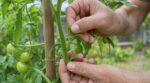 Tomates : faut-il vraiment couper ces pousses ? Ce geste avant le 15 juin change tout pour vos futures récoltes