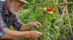 Tomates : les anciens coupaient toujours les feuilles à cet endroit précis, ce détail changeait tout sur les grappes