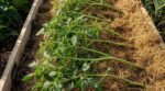 Tomates : les maraîchers ont gardé pour eux cette méthode oubliée qui double vos récoltes sans tuteurs