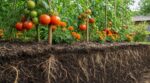Tomates qui jaunissent : cette petite fleur orange des anciens jardiniers neutralise un ennemi invisible dans le sol