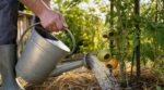 Tomates qui noircissent par le bas : ce n’est pas une maladie mais cette erreur d’arrosage les condamne cet été