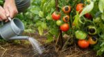 Tomates qui noircissent sur pied : cette erreur d’arrosage peut tout gâcher mais se corrige encore cet été