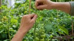 Tomates qui restent vertes tout l’été : ce geste de 5 minutes fin juin que tous les jardiniers au potager zappent