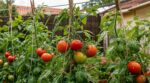 Tomates qui s’affaissent : cette idée de génie à 0 € avec de simples pinces en bois que tout le quartier copie
