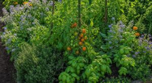 Tomates : si vous ne plantez pas ces herbes à leurs pieds, vous gâchez 20 % de vos récoltes sans le savoir