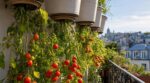 Tomates sur balcon : ce geste oublié des anciens, où on les plante à l’envers, a carrément doublé mes récoltes