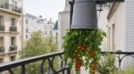 Tomates suspendues sur balcon : cette méthode virale peut plomber votre récolte de tomates cet été