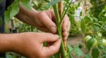 Tomates : vous coupez toujours ces petites tiges, mais cette erreur vous fait perdre une récolte XXL au potager