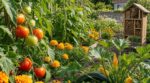 Vos légumes d’été sont dévorés : cette fleur à planter tout de suite les fait fuir sans aucun produit chimique