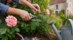 Vos rosiers fanent trop vite ? Ce double geste méconnu des pépiniéristes prolonge les fleurs tout l’été