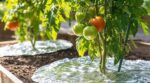Vos tomates grillent ? Les anciens posaient ce papier argenté au pied des plants… et la récolte explosait