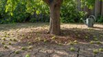 Votre abricotier perd tous ses fruits d’un coup ? Ce signe caché dans le sol révèle une erreur que vous payerez cher
