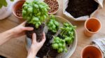 Votre basilic du supermarché meurt toujours ? Ce geste en rentrant des courses qui change tout (et évite le gâchis)