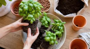 Votre basilic du supermarché meurt toujours ? Ce geste en rentrant des courses qui change tout (et évite le gâchis)