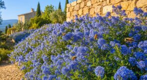 Votre jardin est grillé par le soleil ? Cette plante californienne le transforme en tapis bleu spectaculaire