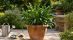 Agapanthe sans fleurs cet été : ces 3 erreurs à corriger avant l’automne si vous voulez des boules bleues
