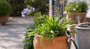 Agapanthes fanées : cette coupe rapide que tout le monde fait vous prive de fleurs, adoptez plutôt ce geste
