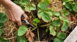 Après la canicule, ne coupez plus vos fraisiers au hasard : cette hauteur précise change tout pour l’automne