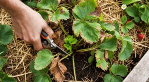 Après la canicule, ne coupez plus vos fraisiers au hasard : cette hauteur précise change tout pour l’automne