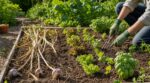 Après la récolte de l’ail au potager, cette erreur fait perdre une récolte : que planter à la place en été ?