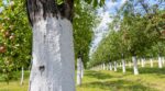 Arbres fruitiers : ce badigeon blanc des anciens n’avait rien de décor, sans lui l’écorce trinque en plein été