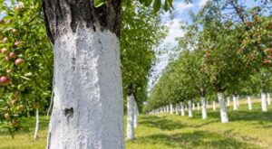 Arbres fruitiers : ce badigeon blanc des anciens n’avait rien de décor, sans lui l’écorce trinque en plein été