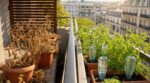 Avant de partir 3 semaines, ce geste avec une simple bouteille d’eau peut sauver toutes vos plantes en plein été