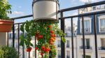 Balcon en ville : ce simple récipient peut vous donner 5 kg de tomates sans potager, si vous évitez une erreur fatale