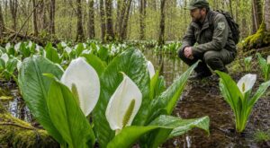 Biodiversité menacée : cette grande fleur blanche venue du Japon pourrait envahir votre jardin, le signe à repérer