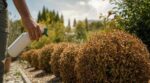 Buis qui brunit en canicule : sans fils ni chenilles, ce réflexe avec l’insecticide peut le condamner