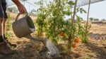 Canicule au potager : ce geste d’arrosage évite tomates brûlées, fruits éclatés et amende jusqu’à 1 500 euros