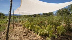 Canicule au potager : ce vieux linge blanc peut éviter la catastrophe, si vous l’utilisez ainsi sur vos légumes
