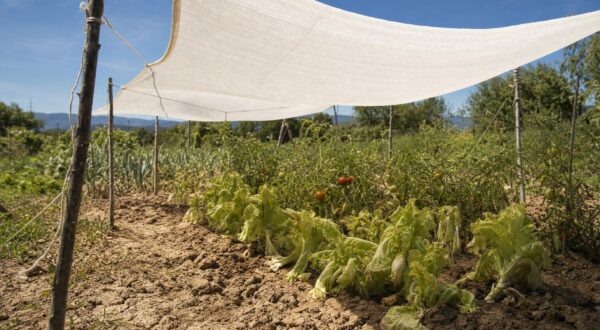 Canicule au potager : ce vieux linge blanc peut éviter la catastrophe, si vous l’utilisez ainsi sur vos légumes