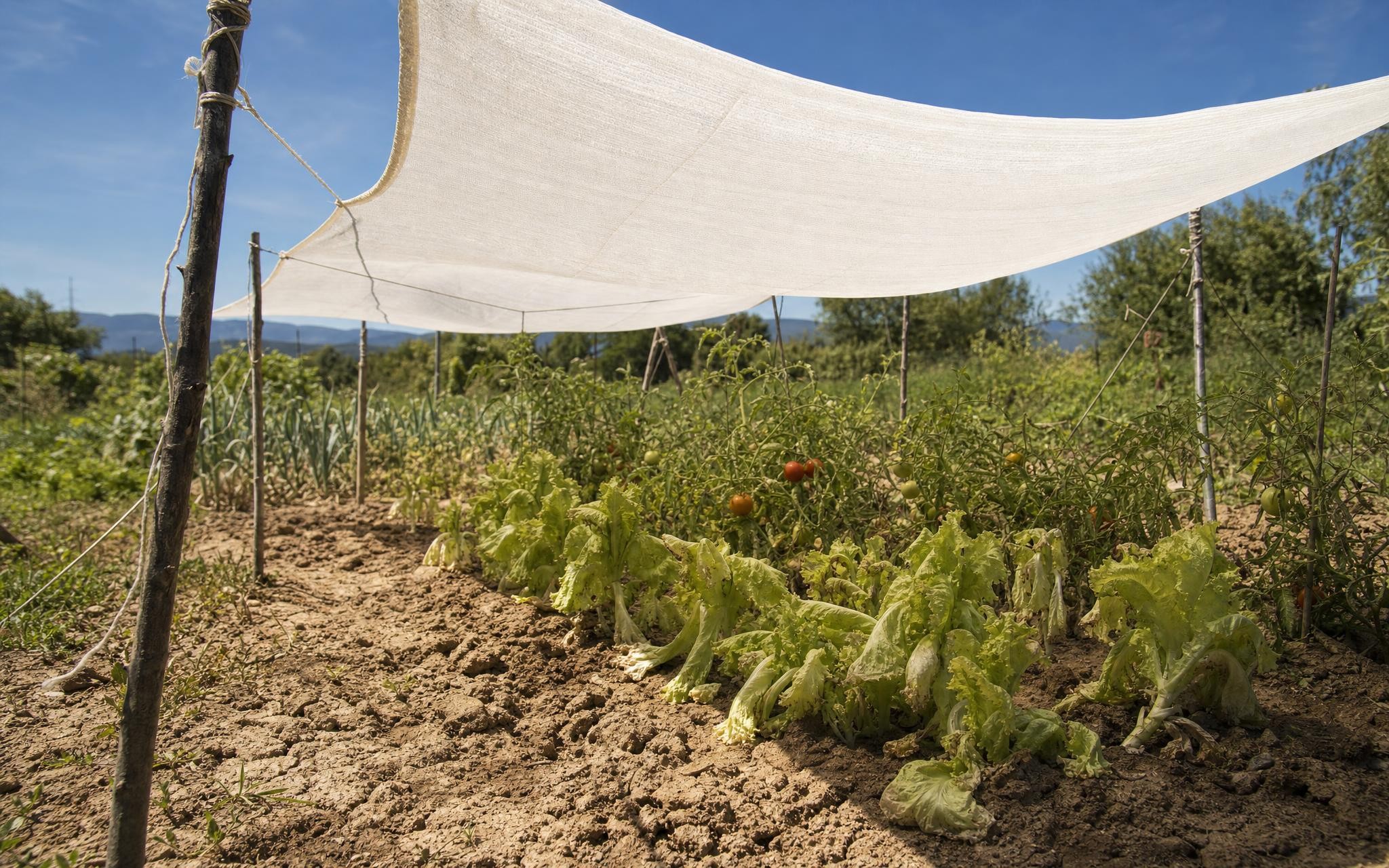 Canicule au potager : ce vieux linge blanc peut éviter la catastrophe, si vous l’utilisez ainsi sur vos légumes