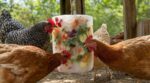 Canicule : ce jeu glacé que les propriétaires de poules s&rsquo;arrachent pour éviter le coup de chaud au poulailler