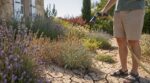 Canicule : ce réflexe d’arrosage que tous les jardiniers ont avec leurs massifs achève en silence vos plantes préférées
