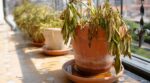 Canicule : cette erreur avec les soucoupes de vos plantes en pot peut les condamner en quelques jours