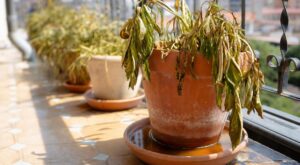 Canicule : cette erreur avec les soucoupes de vos plantes en pot peut les condamner en quelques jours