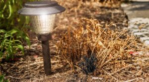Canicule : cette erreur avec vos lampes de jardin peut mettre le feu à vos massifs sans que vous vous en rendiez compte