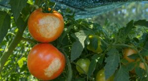 Canicule : cette erreur avec vos pieds de tomates brûle les fruits et peut ruiner toute votre récolte
