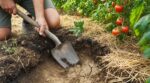 Canicule : j&rsquo;arrosais mon potager tous les soirs, ce maraîcher m&rsquo;a montré cette erreur qui assoiffait mes tomates