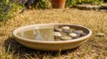 Canicule : je mettais une coupelle d’eau au jardin pour aider les abeilles, un apiculteur m’a révélé le piège caché