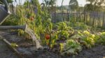 Canicule : ne faites plus cette erreur d’arrosage au potager, elle condamne vos légumes alors qu’ils sont sauvables
