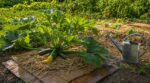 Canicule : sans cette protection toute simple, vos courgettes vont encore griller au potager cet été