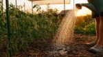 Canicule : un maraîcher m’a expliqué l’erreur au-dessus de 35 °C qui fait tomber toutes vos fleurs de tomates