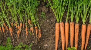 Carottes tordues et riquiqui : cette erreur d’espacement que font tous les jardiniers sabote la récolte