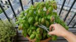 Ce coup de ciseaux sur votre basilic grillé par la canicule peut encore le sauver avant la fin de l’été