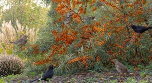 Ce fruit orange méconnu attire les oiseaux et rend votre jardin spectaculaire tout l’hiver si vous le plantez maintenant