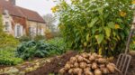 Ce légume oublié survit au gel, à la sécheresse et repousse seul : l&rsquo;erreur serait de s&rsquo;en passer au potager